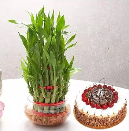 3 Layer Bamboo With Black Forest Cake